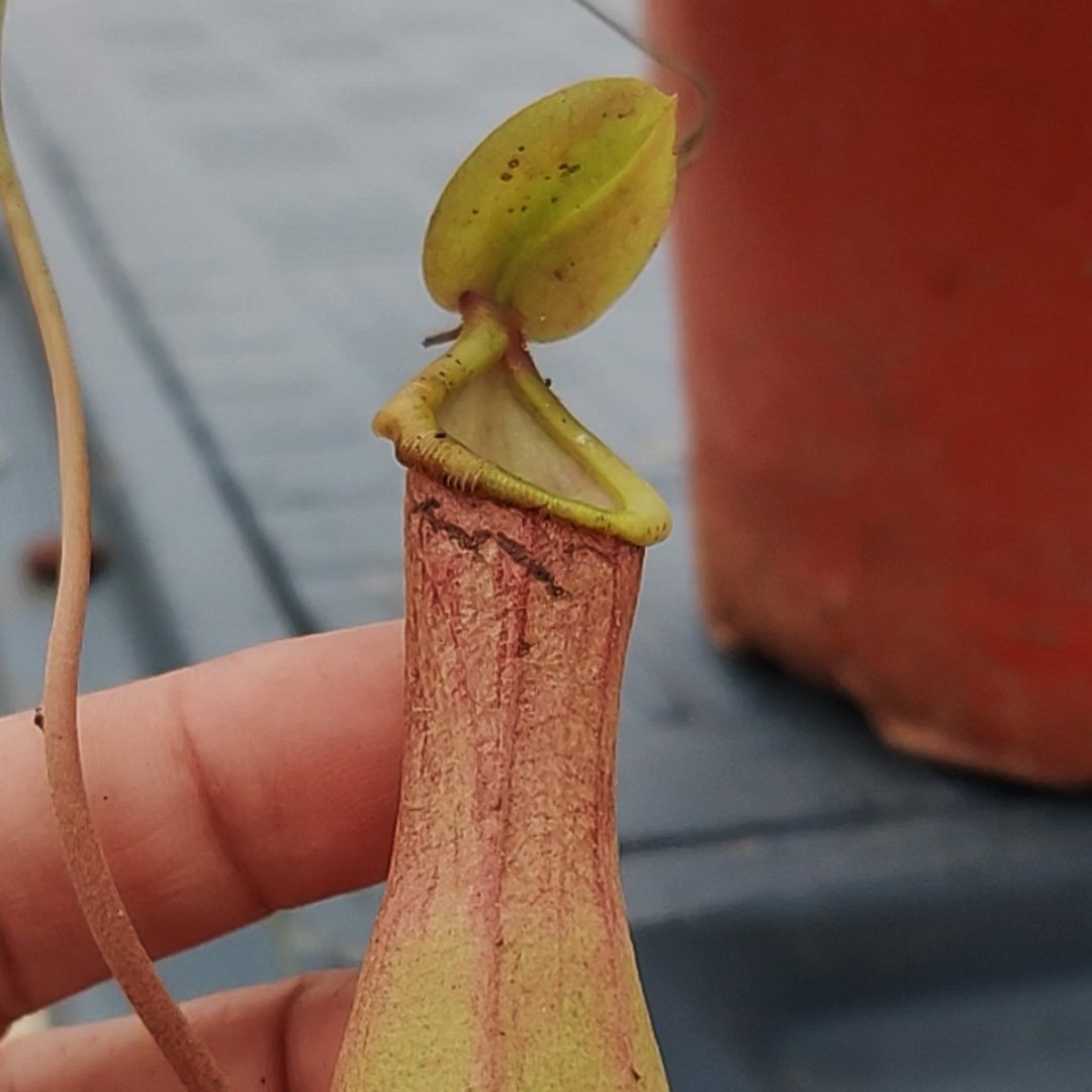 Nepenthes Pitcher Plant